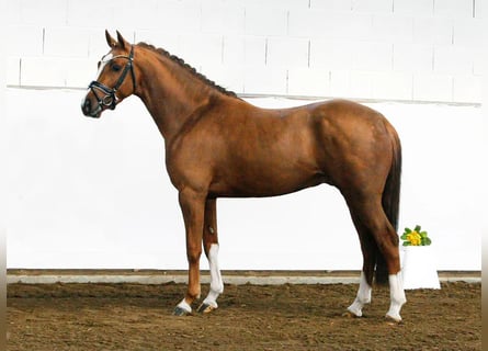 German Riding Pony, Gelding, 6 years, 14.2 hh, Chestnut-Red
