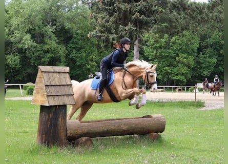 German Riding Pony, Gelding, 6 years, 14.2 hh, Palomino