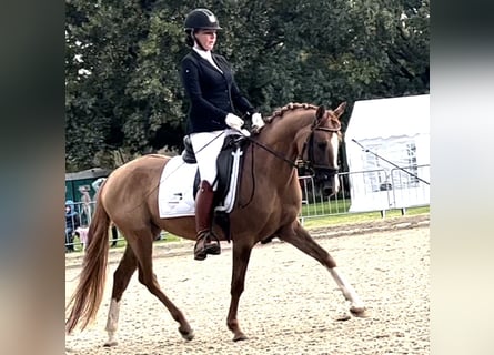 German Riding Pony, Gelding, 6 years, 14,3 hh, Chestnut-Red