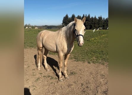 German Riding Pony, Gelding, 6 years, 14.3 hh, Palomino