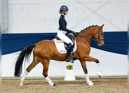 German Riding Pony, Gelding, 6 years, 14,1 hh, Brown