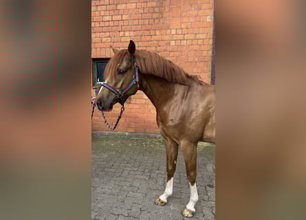 German Riding Pony, Gelding, 6 years, 14,1 hh, Chestnut