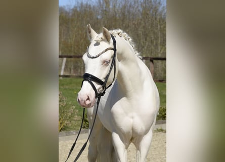 German Riding Pony, Gelding, 6 years, 14,1 hh, Cremello