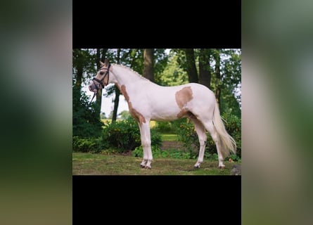 German Riding Pony, Gelding, 6 years, 14,1 hh, Pinto