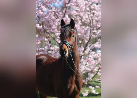 German Riding Pony, Gelding, 6 years, 15.1 hh, Brown