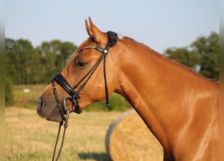 German Riding Pony, Gelding, 6 years, 15 hh, Chestnut-Red