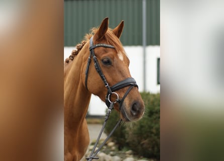 German Riding Pony, Gelding, 7 years, 14.1 hh, Chestnut