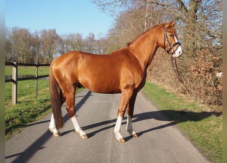 German Riding Pony, Gelding, 7 years, 14.1 hh, Chestnut-Red