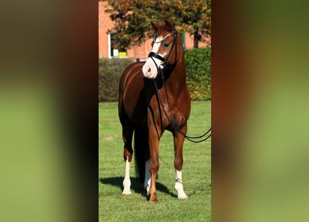 German Riding Pony, Gelding, 7 years, 14.1 hh, Chestnut-Red