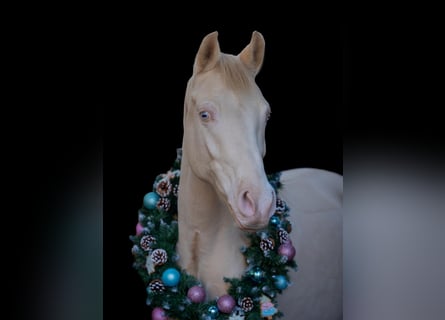 German Riding Pony, Gelding, 7 years, 14.1 hh, Cremello