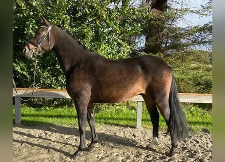 German Riding Pony, Gelding, 7 years, 14.2 hh, Brown