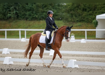 German Riding Pony, Gelding, 7 years, 14,2 hh, Chestnut-Red