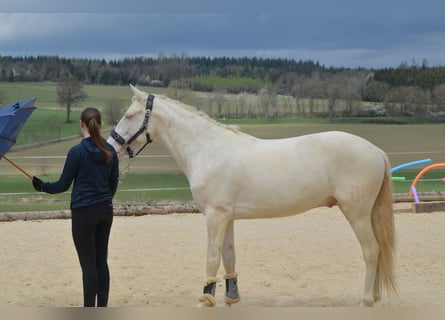 German Riding Pony, Gelding, 7 years, 14.2 hh, Perlino