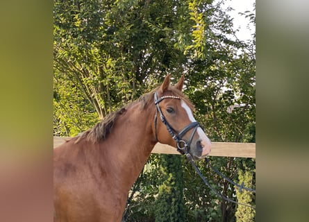 German Riding Pony, Gelding, 7 years, 14,1 hh, Chestnut-Red