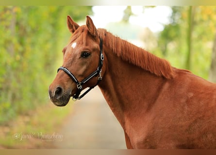 German Riding Pony, Gelding, 7 years, 14,3 hh, Chestnut-Red
