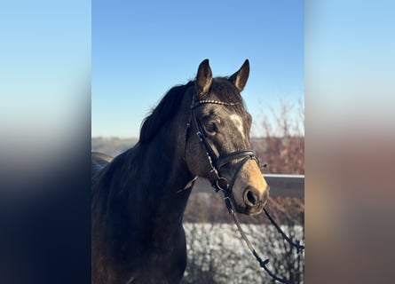 German Riding Pony, Gelding, 7 years, 15,1 hh, Brown