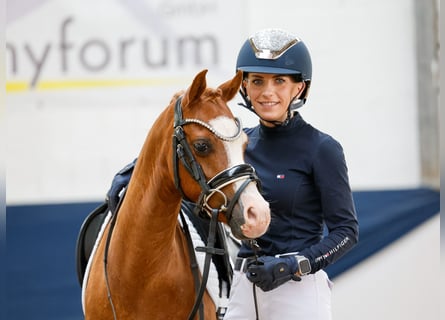 German Riding Pony, Gelding, 8 years, 12 hh, Chestnut-Red