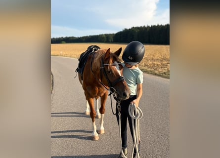 German Riding Pony Mix, Gelding, 8 years, 13.1 hh, Sorrel