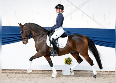German Riding Pony, Gelding, 8 years, 14.1 hh, Bay-Dark