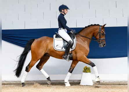 German Riding Pony, Gelding, 8 years, 14 hh, Brown