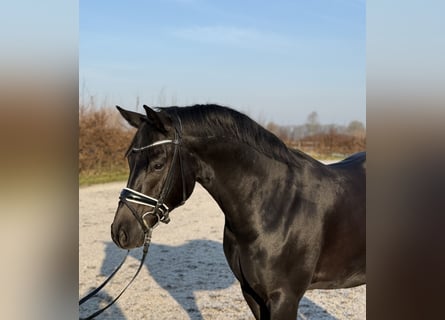 German Riding Pony, Gelding, 8 years, 14,2 hh, Black