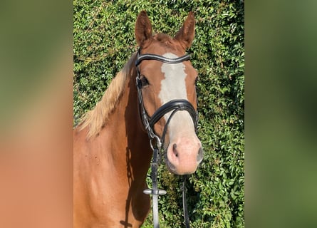 German Riding Pony, Gelding, 8 years, 15 hh, Chestnut-Red