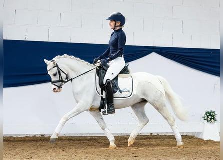 German Riding Pony, Gelding, 9 years, 12.1 hh, Gray