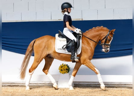 German Riding Pony, Gelding, 9 years, 12,1 hh, Chestnut-Red