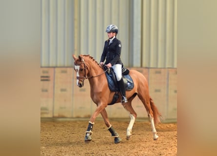 German Riding Pony, Gelding, 9 years, 14,1 hh, Chestnut-Red