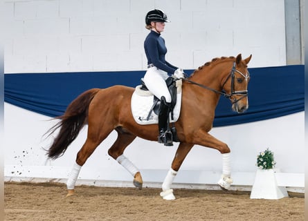 German Riding Pony, Gelding, 9 years, 14.1 hh, Chestnut-Red
