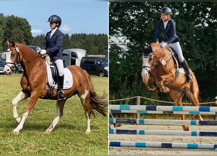 German Riding Pony, Gelding, 9 years, 14.1 hh, Chestnut-Red