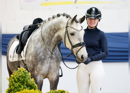 German Riding Pony, Gelding, 9 years, 14.1 hh, Grey-Red-Tan