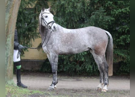 German Riding Pony, Gelding, 9 years, 14.2 hh, Gray-Dapple