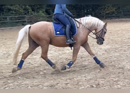 German Riding Pony, Gelding, 9 years, 14,1 hh, Palomino