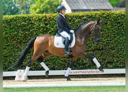 German Riding Pony, Gelding, 9 years, 14,2 hh, Brown