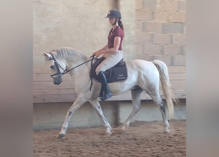 German Riding Pony, Gelding, 9 years, 14,2 hh, Gray