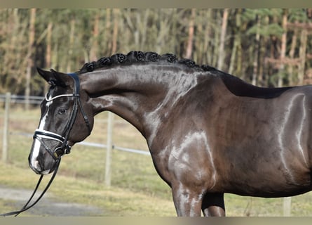 German Riding Pony, Gelding, 9 years, 15.1 hh, Black