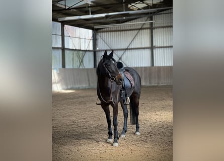 German Riding Pony, Mare, 10 years, 14,1 hh, Bay-Dark