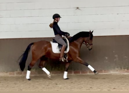 German Riding Pony, Mare, 10 years, 14.1 hh, Brown