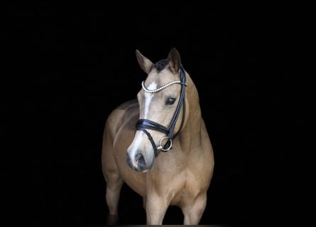 German Riding Pony, Mare, 10 years, 14.1 hh, Dun