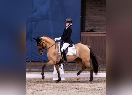 German Riding Pony, Mare, 10 years, 14,1 hh, Dun