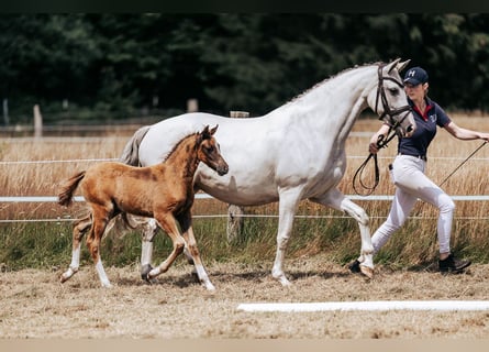 German Riding Pony, Mare, 10 years, 14,2 hh, Gray
