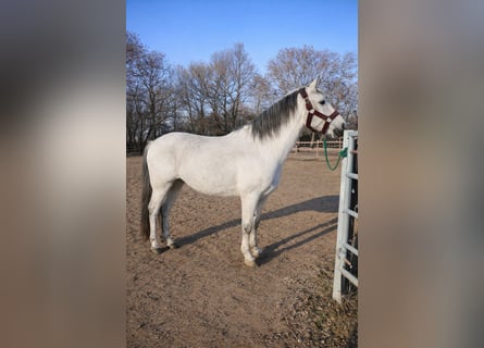 German Riding Pony, Mare, 10 years, 14,3 hh, Grey
