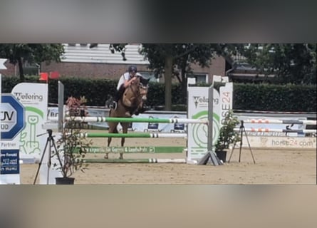 German Riding Pony, Mare, 11 years, 13.2 hh, Dun