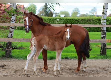 German Riding Pony, Mare, 11 years, 13 hh, Chestnut-Red