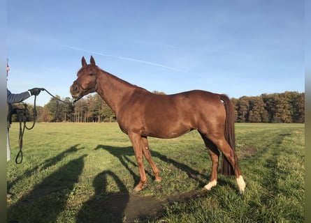 German Riding Pony, Mare, 11 years, 14,1 hh, Chestnut-Red