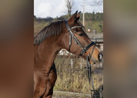 German Riding Pony, Mare, 11 years, 14.2 hh, Bay-Dark