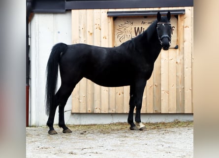 German Riding Pony, Mare, 11 years, 14.2 hh, Black