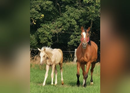 German Riding Pony, Mare, 11 years, 14.2 hh, Brown