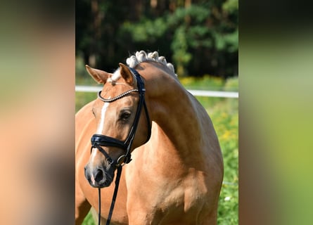 German Riding Pony, Mare, 11 years, 14.2 hh, Palomino